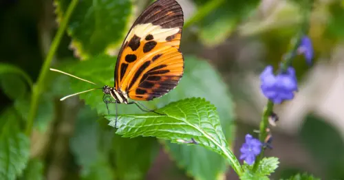 یک پروانهٔ نارنجی و قهوهای روی یک برگ سبز روشن نشسته است.