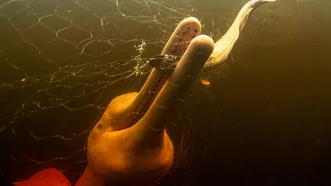 توماس پیشاک: دلفین‌های رودخانه‌ای هم ترسیده‌اند و هم مورد احترام جوامع بومی ساکن آمازون (عکس: توماس پیشاک)