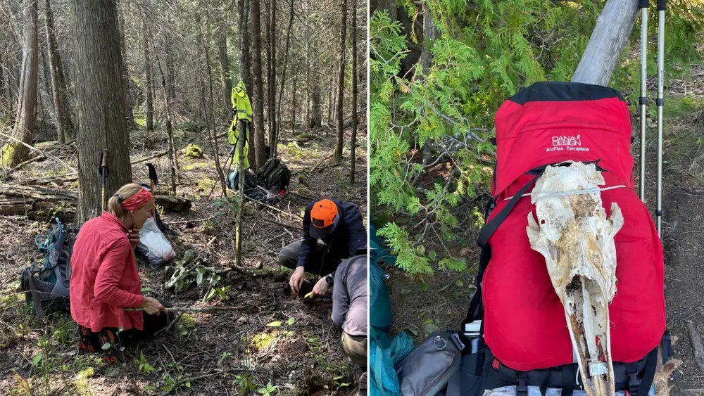 گرگها و گوزنهای ایسل رویال