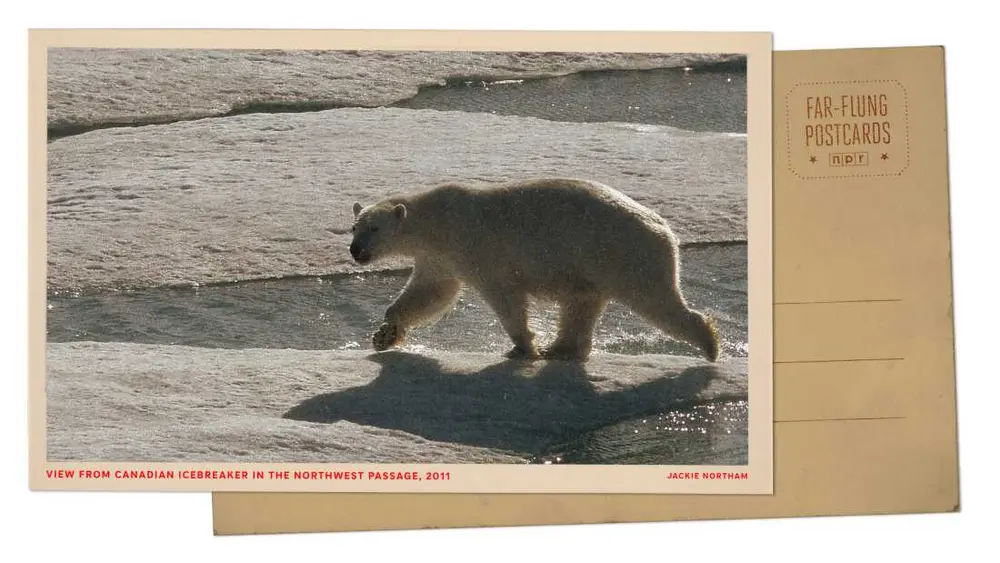 پست‌کارت دوردست-خرس قطبی