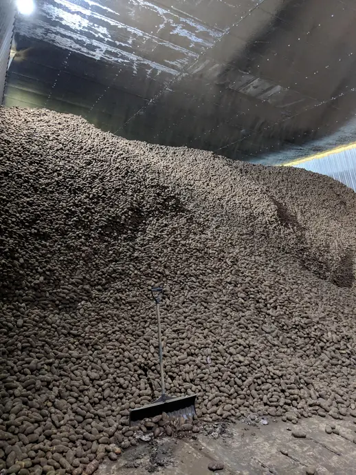 یک توده بزرگ از سیب‌زمینی را در یک انبار پر می‌کند، با یک بیل که به توده تکیه کرده است.