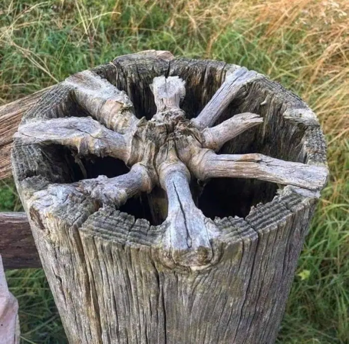 پست چوبی با الگوی طبیعی به شکل ستاره‌ای که در بالای آن دیده می‌شود، محاط به سبزی‌سازی.