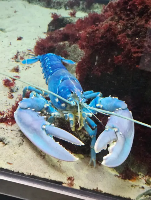 خرچنگ آبی با چنگال‌های بزرگ در آکواریوم، محاط به سنگ‌ها و جلبک‌ها.