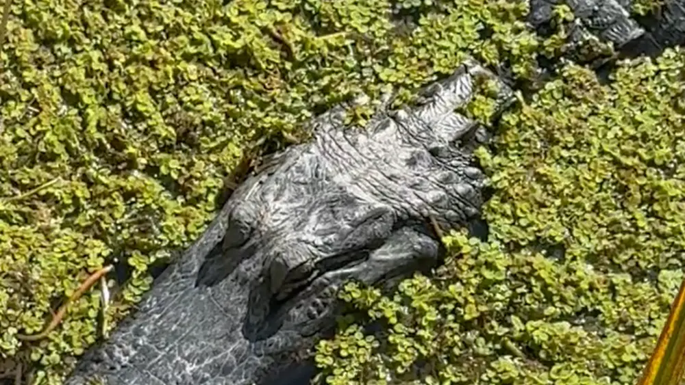 پارک مرداب Sweetwater در گینسویل