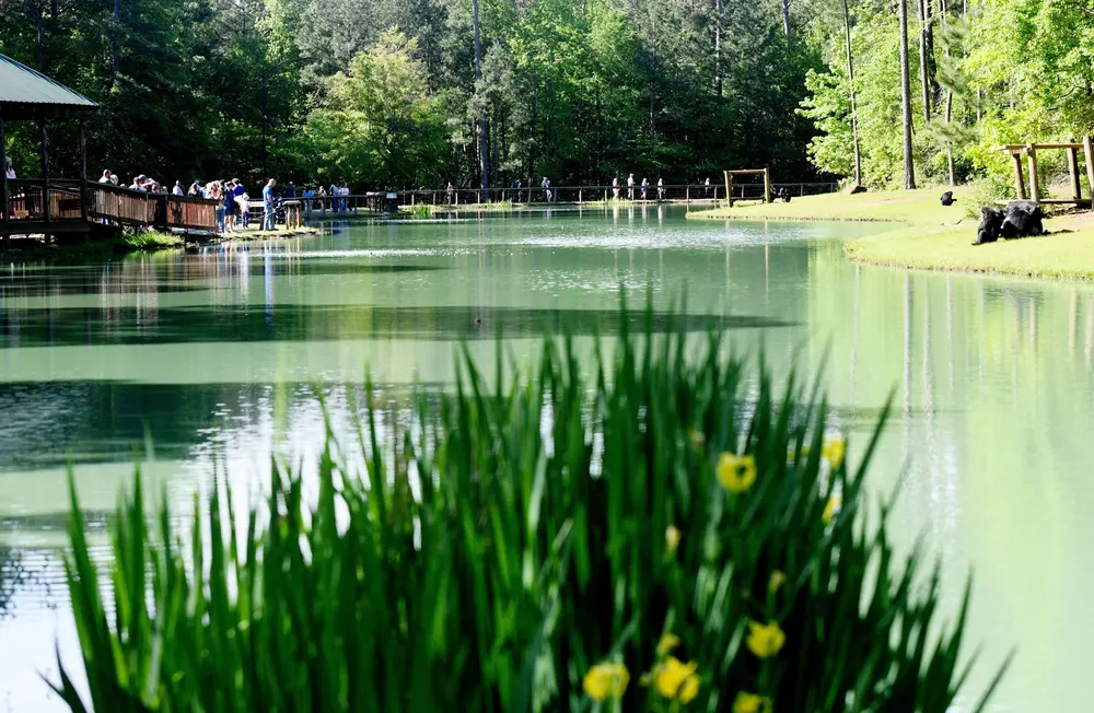 رویداد کشف شیمپ‌ها در پناهگاه Chimp Haven، صبح شنبه ۱۳ آوریل ۲۰۲۴ در پارک طبیعی ادی دی جونز، کیت‌ویل، لوئیزیانا