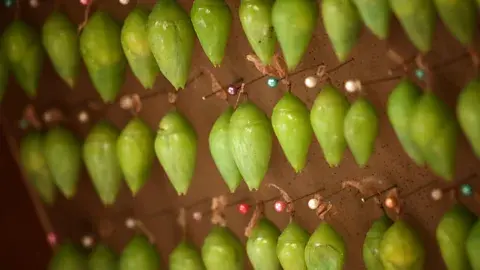 سطرهایی از مورفوهای آبی بهتدریج شکوفا میشوند (عکس: Alamy)