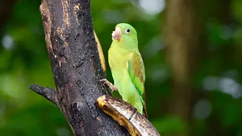 با بازگشت پروانهها، بسیاری از گونههای پرنده بازگشتند، از جمله طوطی با شانهٔ نارنجی (عکس: Mizuki Uchiyama)