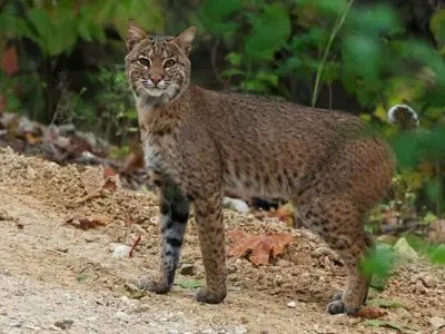 یوزپلنگ در دریاچه اوزارکس