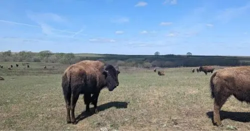 بایسونی که از پشت شانهاش به عقب نگاه میکند در یک دشت.