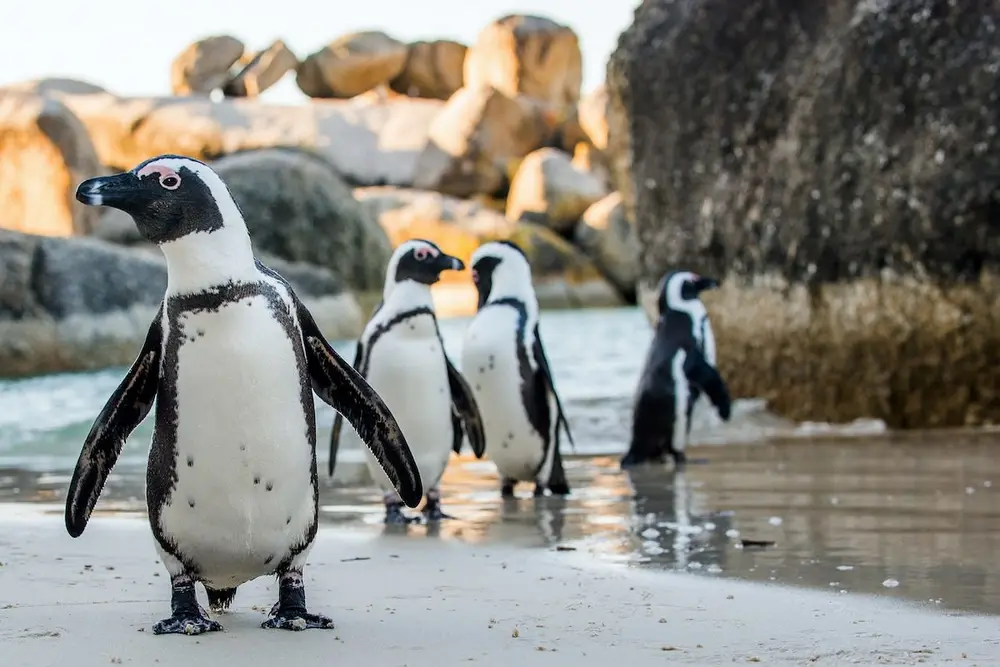 پنگوئن افریقایی روی ساحل شنی