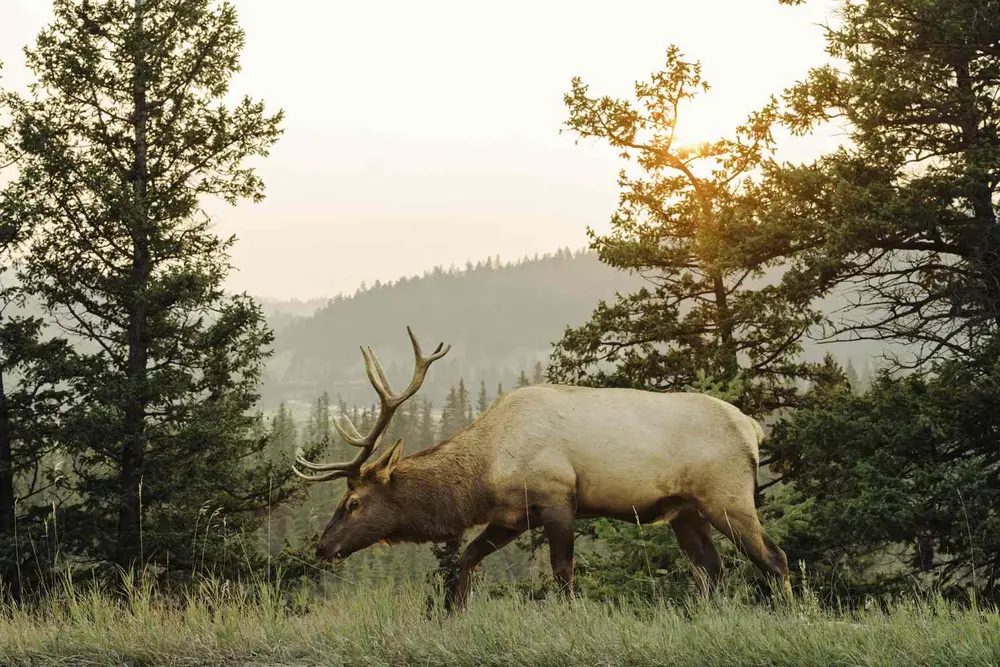 آهو در حال چرا در ناحیه‌ای تپه‌ای زیبا با درختان و نور خورشید در پس‌زمینه