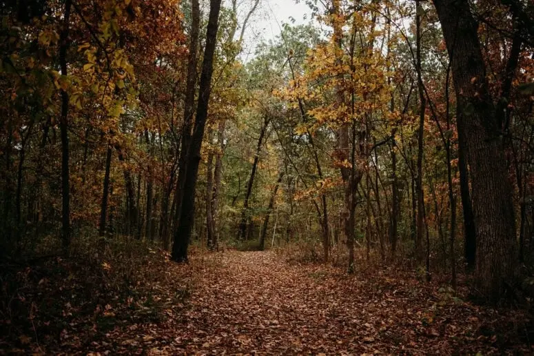 کلبهٔ مزرعهٔ نورث‌فارثینگ در هیلزدیل، میشیگان – مسیرهای افقی در پاییز