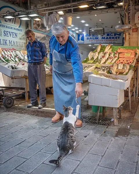 مارسل هاین؛ تغذیه گربههای بیپناه یک سنت دیرینه در استانبول است و بسیاری از فروشندگان بهطور منظم خوراکیهای باقیمانده را به گربههای محلی میدهند (Credit: Marcel Heijnen)