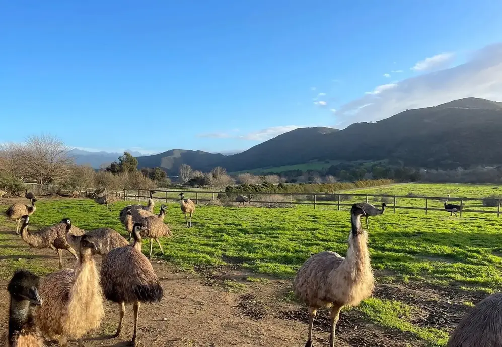 آستریچ‌لند یو‌اس‌ای در نزدیکی لُس اولیوُس، کالیفرنیا