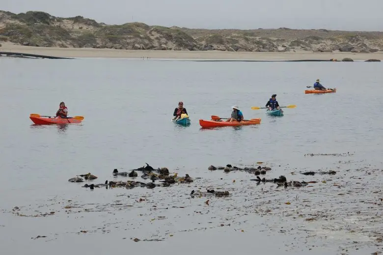 کایاکسواران در نزدیکی دستهای از سمورهای دریایی در الکهورن اسلو