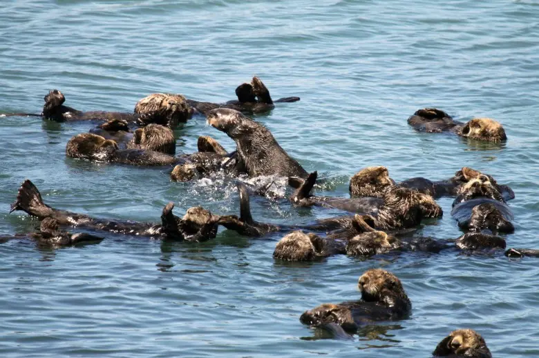 گروهی از سمورهای دریایی در آبهای الکهورن اسلو در ماس لندینگ مشغول بازی هستند