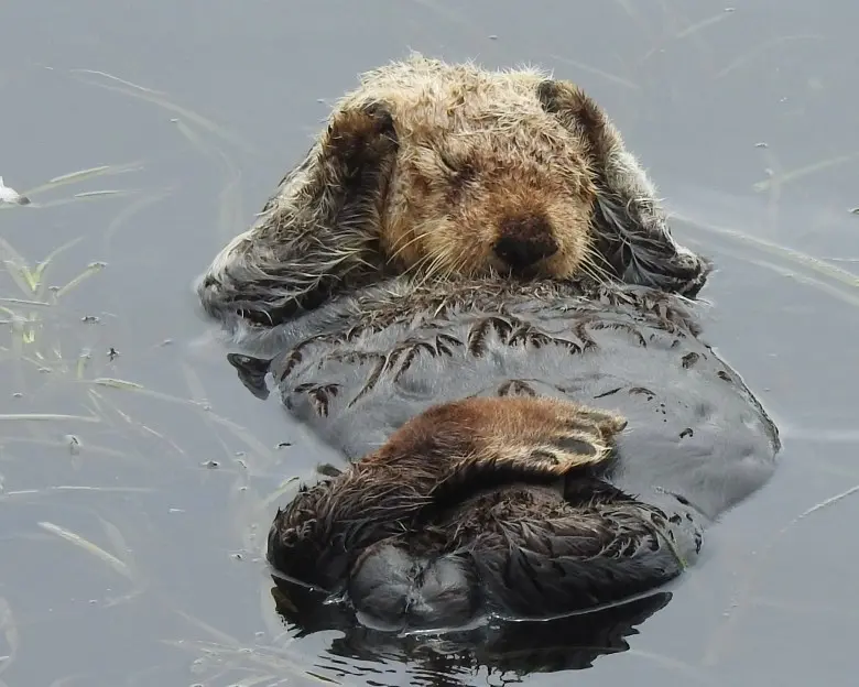 یک سمور دریایی در الکهورن اسلو در حال تمیز کردن خود است
