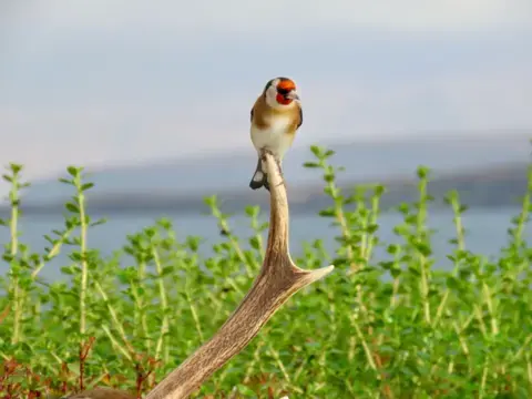 جین سیلس پرنده کوچکی با صورت قرمز زنده و سینه سفید روی نوک یک شاخ گوزن خمیده نشسته است. پشت آن، برگهای سبز تازه صحنه را پر میکنند و دریاچه آبی نرم و تپههای دور در پسزمینه دیده میشوند.