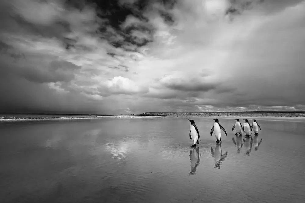 نقطه داوطلب، فالکلند شرقی، ۲۰۱۶. در طول سالها، عکاس، زیستشناس دریایی و فعال کریستینا میترمایر زیبایی سیارهمان را از مناظر در حال تغییر تا تمام گونههای حیاتوحش مستندسازی کرده است. نمایش «حکمت بزرگتر» کریستینا میترمایر از ۳ اکتبر تا ۱۵ فوریه ۲۰۲۶ در گالری دی ایتالیا، ویچنزا، ایتالیا به نمایش گذاشته میشود.