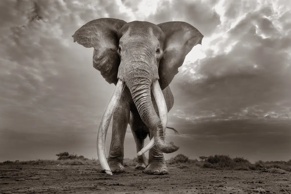 کنیا، ۲۰۲۵. «چه کافی است؟» میترمایر میگوید. «به اندازهای که بهخوبی زندگی کنیم و راضی باشیم. به اندازهای که فرزندان و نوههای ما بتوانند خوشبختی خود را پیدا کنند. هر چه بیشتر به ریشهٔ این سؤال پرداخته و گرههای آن را باز کنیم، بیشتر میفهمیم چقدر انسانها از تمام حیات روی زمین جدانشدنی هستند.»