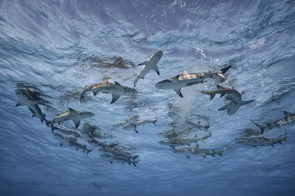 گرند بهاما، باهاما، ۲۰۱۹. «ما بهدلیل ترس از کوسهها آموزش دیدهایم، اما در واقع آنها یکی از زیباترین و بیشترین سازگاریدارترین موجودات اقیانوس هستند. در اینجا عمدتاً کوسههای صخرهای و کوسه لیمونی نشان داده شدهاند. باهاما تنها کشوری در جهان است که کوسهها بهطور کامل محافظت میشوند. شکار غیرقانونی است، بنابراین آنها به وفور حضور دارند. علیرغم تمام ترسها، گردشگری غواصی با کوسهها نسبتاً ایمن است. انسانها حدود ۷۰ میلیون کوسه را هر سال میکُشند که باعث نابودی آنها در اقیانوس میشود و اقیانوسهای بدون کوسه اقیانوسهای مردهای هستند.»