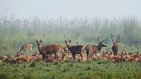 سیمون اوروین ترای میزبان بزرگترین جمعیت آهوی باراسینگا در جهان است (اعتبار: سیمون اوروین)