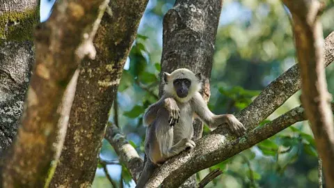 سیمون اوروین چیتوان پر از حیات وحش است، از جمله میمونهای لانگور (اعتبار: سیمون اوروین)