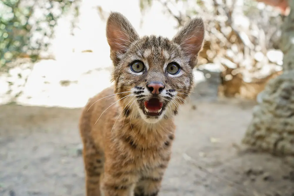 نوزاد بوب‌کت در The Living Desert Zoo and Gardens