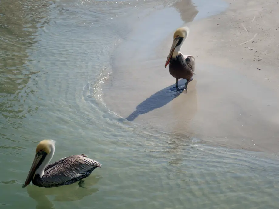 تصویری از دو لکلک روی ساحل، گرفته شده با OM System TG-7