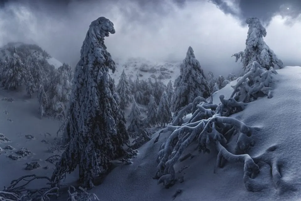 عکس توسط انریکو ریموندو از درختان کاج پوشیده به‌دست برف در کوه‌های ایتالیا