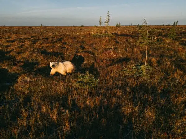 یک خرس قطبی سفید در میان دشتی پهن از علف و پوشش گیاهی کمارتفاع و متمایل به رنگ قرمز قدم میزند؛ به جلو نگاه میکند و در دوردست درختان همیشهسبز پراکندهای دیده میشود.