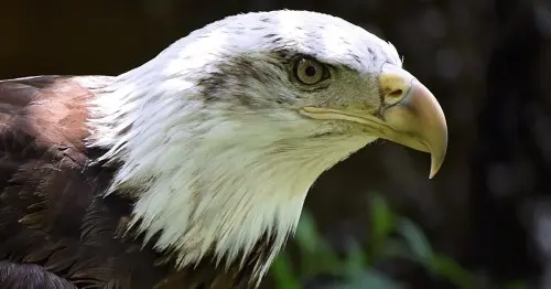 تصویری دقیق از سر یک عقاب سر سفید