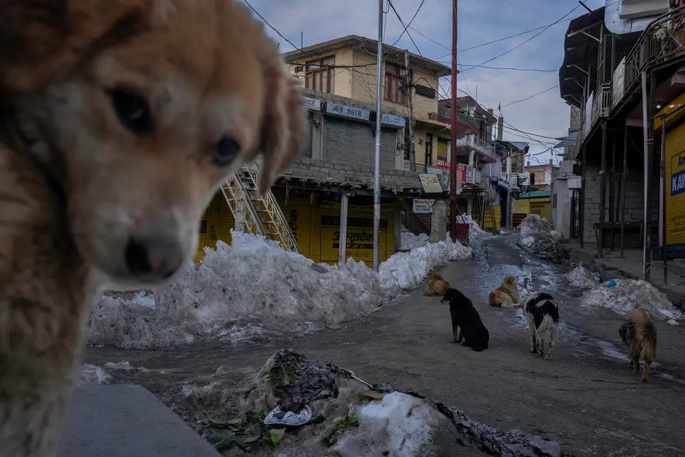 گروهی از سگ‌ها، از جمله یکی که در پیش‌زمینه نزدیک قرار دارد، در یک کوچه خاکی در شهر کوهستانی ایستاده‌اند.