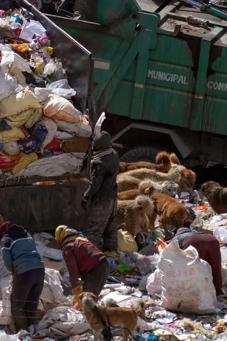 گروهی از سگ‌ها و دسته‌ای از افراد که در یک محل دفن زباله پرسه می‌زنند.