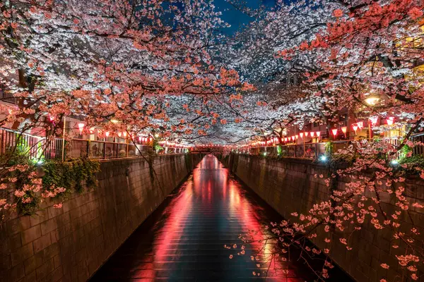 نورپردازی شکوفههای گیلاس در رودخانه مگورو، توکیو، ژاپن