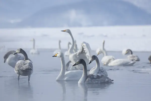 قوی فریادکش در دریاچه کوشارو، هوکایدو